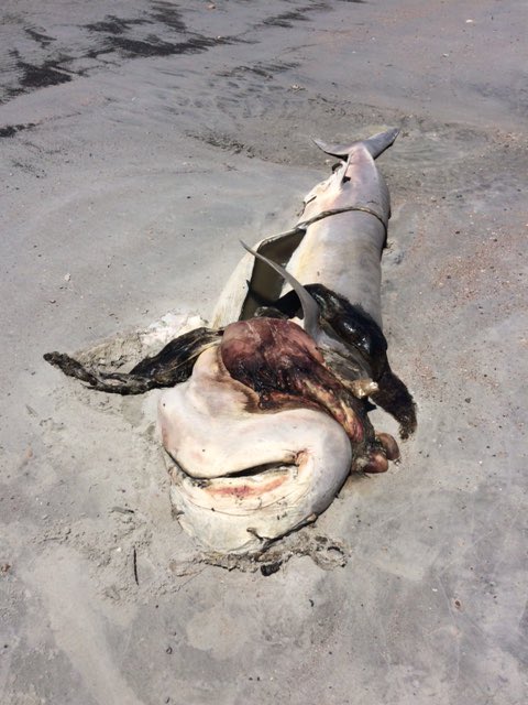 Thương tâm cảnh cá mập bị moi bụng, khoét hàm và răng, nằm phơi xác trên bờ biển - 1