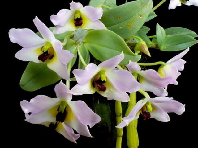 Thị trường - Tiêu dùng - Loại lan nào của Việt Nam có giá "cắt cổ"?