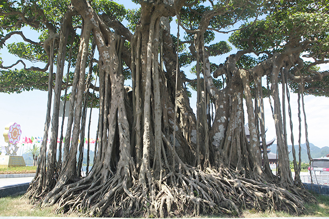 Bộ rễ, thân cây mốc thếch chứng tỏ cây nhiều năm tuổi