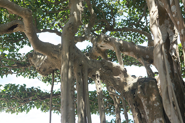 Điểm nối giữa rễ phụ và thân cây rất hoàn hảo…