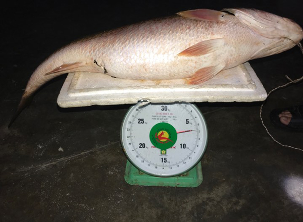 Nghi câu được cá sủ vàng nặng 7kg, người đàn ông ra giá gần tỷ đồng - 1
