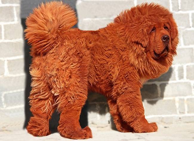 Năm 2011 một chú chó ngao Tây Tạng có tên là Big Splash đã được bán với giá 10 triệu nhân dân tệ (~33 tỷ đồng). Khách hàng là một người giàu có ở Trung Quốc.