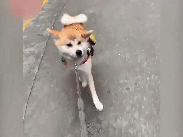 Video Clip Cười - Khi có khiếu làm diễn viên nhưng ông trời lại bắt làm chó