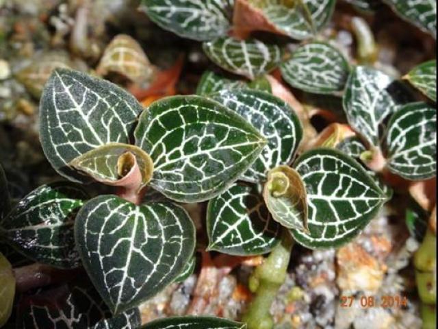 Thị trường - Tiêu dùng - Những sản vật chứng tỏ Việt Nam là nơi “rừng vàng biển bạc” đúng nghĩa đen