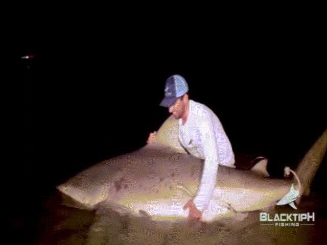 Thế giới - Video: Bắt cá mập quái vật nguy hiểm nhất thế giới nặng gần 2 tạ ở Mỹ