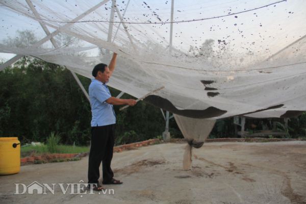 Nuôi loài ngày treo mình ngủ, tối đi săn, góp phần thu 2-3 tỷ/năm - 1