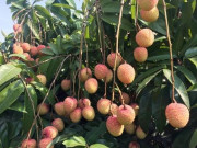 Thị trường - Tiêu dùng - Tiết lộ sự thật vải thiều 30.000 đồng/kg, siêu thị đắt gấp 3 lần