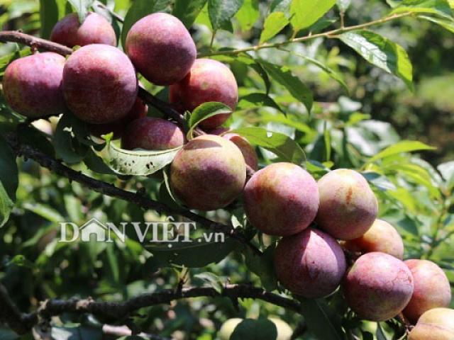Thị trường - Tiêu dùng - Được cả mùa lẫn giá, người trồng mận Mộc Châu đếm tiền mỏi tay