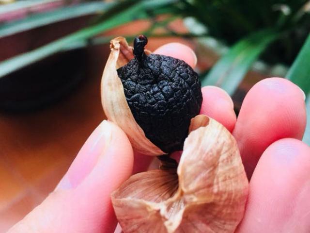 Ẩm thực - Hướng dẫn cách làm tỏi đen bằng nồi cơm điện, người vụng mấy cũng làm được