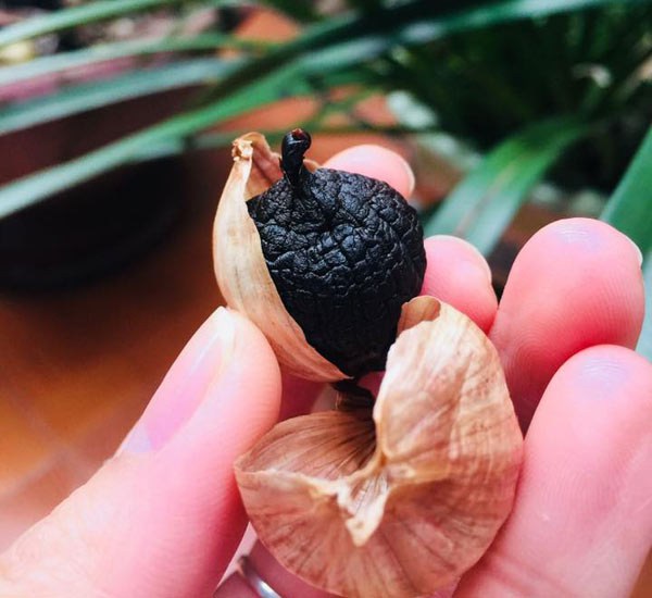 Hướng dẫn cách làm tỏi đen bằng nồi cơm điện, người vụng mấy cũng làm được - 1