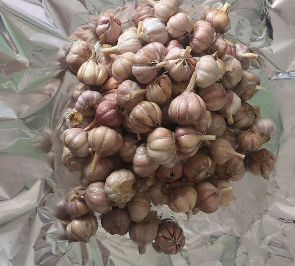 Hướng dẫn cách làm tỏi đen bằng nồi cơm điện, người vụng mấy cũng làm được - 3