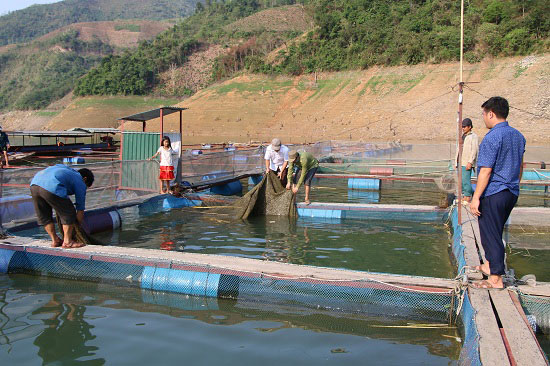 Từ núi xuồng sông Đà nuôi cá đặc sản mà khấm khá hẳn lên - 1