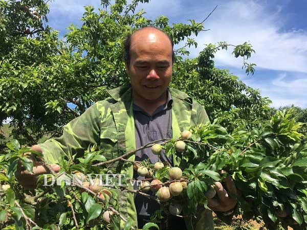 Được cả mùa lẫn giá, người trồng mận Mộc Châu đếm tiền mỏi tay - 2