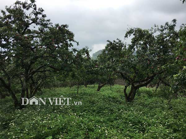 Được cả mùa lẫn giá, người trồng mận Mộc Châu đếm tiền mỏi tay - 3