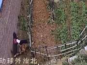 Thế giới - TQ: Kinh hoàng cảnh bé gái bị bầy chó tấn công trên đường đi học về