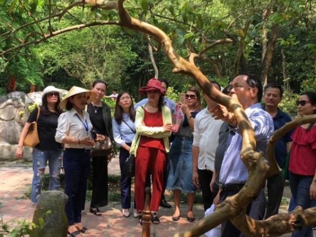Chuyện lạ Thanh Hóa: Mục sở thị cây ổi "phì cười" độc nhất xứ Thanh