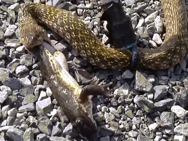 Media - Ếch thoát chết kỳ diệu sau khi chui ra từ miệng rắn