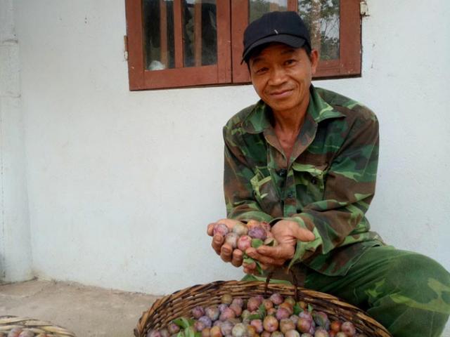 Thị trường - Tiêu dùng - Chỉ mới 2 tháng hái mận bán, ông Địa đã bỏ túi 50 triệu đồng