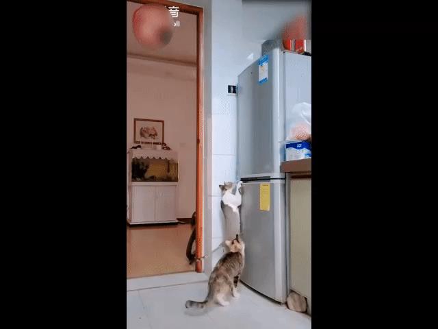 Video Clip Cười - Những pha hành động khó tin của các "quàng thượng"