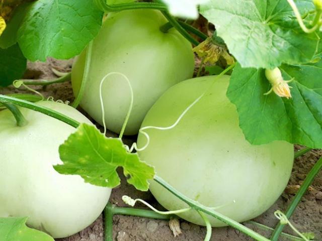 Thị trường - Tiêu dùng - Nghệ An: Trúng mùa dưa lê, nông dân kiếm bộn tiền