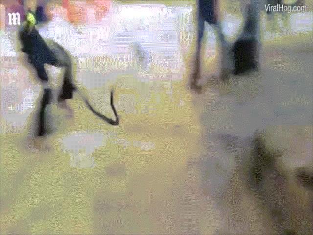 Phi thường - kỳ quặc - Thanh niên “ti toe” không sợ rắn, dùng tay bắt và phản ứng kinh sợ khi bị rắn quấn tay