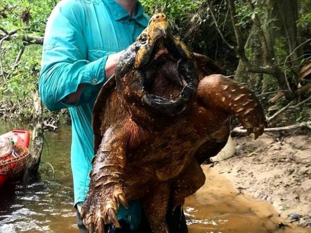 Thế giới - Mỹ: Bắt được rùa lạ giống quái thú thời tiền sử