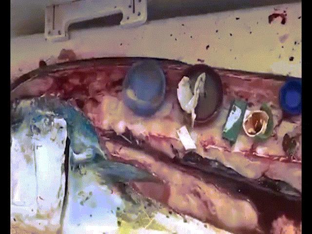 Thế giới - Video: Đầu bếp Mexico mổ bụng cá, thấy sự vô tâm đáng sợ của con người