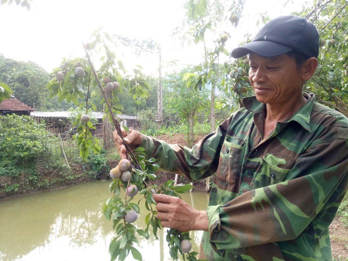 Chỉ mới 2 tháng hái mận bán, ông Địa đã bỏ túi 50 triệu đồng - 1