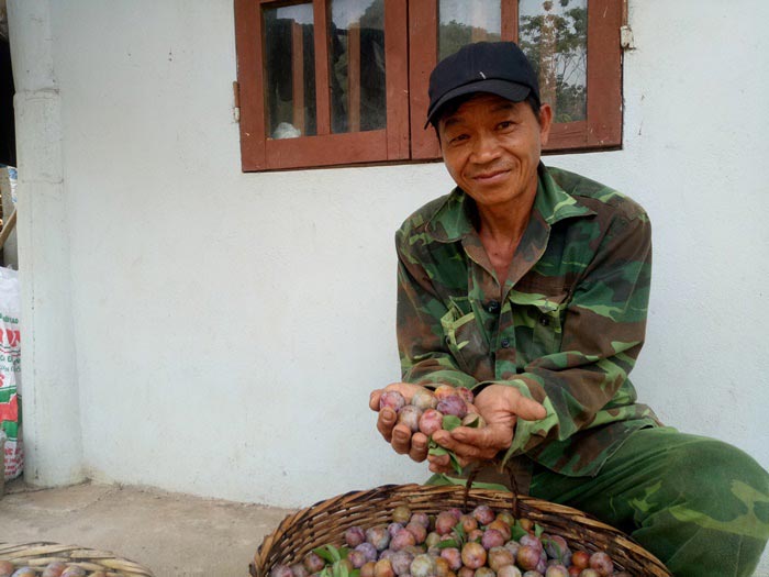 Chỉ mới 2 tháng hái mận bán, ông Địa đã bỏ túi 50 triệu đồng - 2