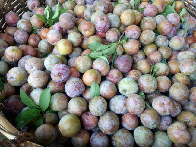 Chỉ mới 2 tháng hái mận bán, ông Địa đã bỏ túi 50 triệu đồng - 3