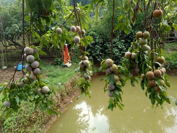 Chỉ mới 2 tháng hái mận bán, ông Địa đã bỏ túi 50 triệu đồng - 4