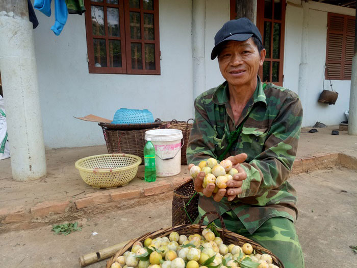 Chỉ mới 2 tháng hái mận bán, ông Địa đã bỏ túi 50 triệu đồng - 5