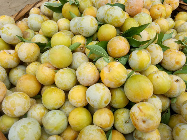 Chỉ mới 2 tháng hái mận bán, ông Địa đã bỏ túi 50 triệu đồng - 6