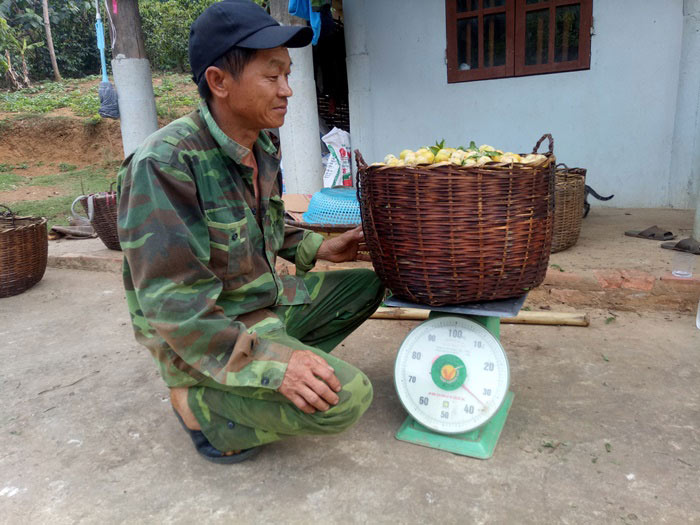 Chỉ mới 2 tháng hái mận bán, ông Địa đã bỏ túi 50 triệu đồng - 7