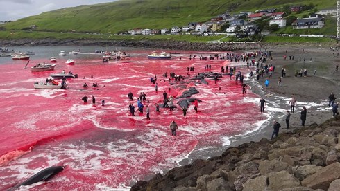 Nước biển Faroe nhuốm màu đỏ tươi kinh dị vì tập tục này - 1