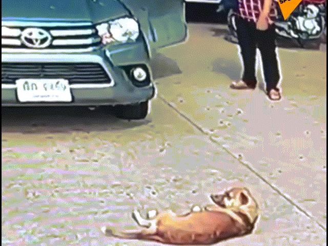 Media - Chú chó nằm ườn ngủ trưa, "cướp đường" không cho ô tô đi qua