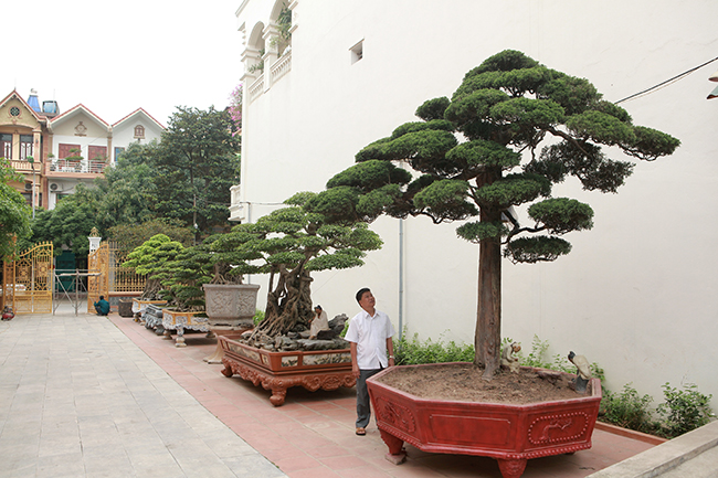 Chủ sở hữu vườn cây cảnh là anh Phan Văn Toàn &#40;TP. Việt Trì, Phú Thọ&#41;. Năm 2014, hội Sinh vật cảnh Châu Á bình chọn đây&nbsp;là Vườn cây xuất sắc nhất Đông Nam Á. Năm 2015 vườn cây tiếp tục được các tổ chức trong nước công nhận là vườn cây cảnh di sản đầu tiên tại Việt Nam.