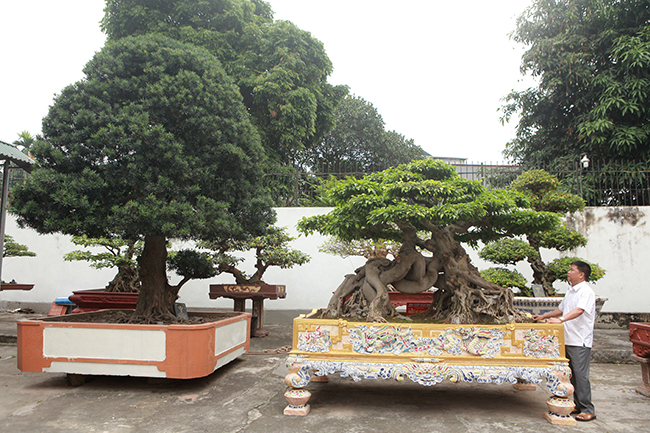Anh Toàn cho biết, anh bắt đầu chơi cây cách đây khoảng 20 năm. Đến thời điểm này, anh đã bỏ ra khoảng 300 tỷ đồng mua những cây cảnh quý trên khắp đất nước. Vườn cây có khoảng 23 chủng loại, có những cây nghìn năm tuổi, có một số giá trị khoảng 1 triệu đô la. Trong ảnh là cây sanh cổ “Ngọa hổ tàng long” có giá trị 1,4 triệu đô la Mỹ, bên cạnh là cây tùng cổ La Hán 600 tuổi.