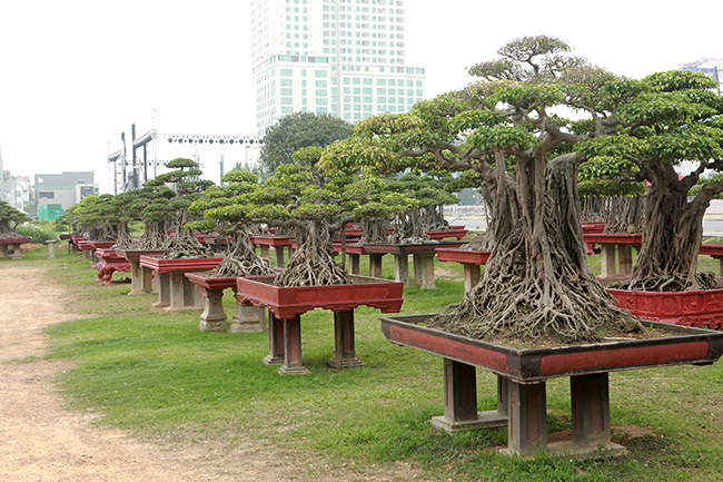 Ngoài bộ sưu tập sanh cổ nhất Việt Nam, anh Toàn còn sở hữu rất nhiều cây sanh có tuổi đời trên 100 năm.