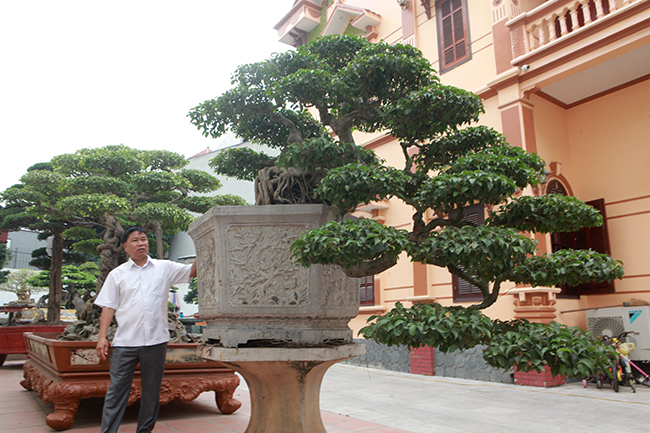 Hiện tại trong vườn nhà anh Toàn có 23 chủng loại, gần 20 cây được công nhận là cây di sản. Những kiệt tác này đều được anh Toàn sưu tầm và lưu giữ đã đem lại  rất nhiều giải thưởng lớn nhỏ trong các cuộc thi cây cảnh ở Việt Nam.