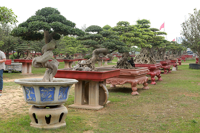 Trong khuôn viên nhà anh là những cây giá trị lớn, anh còn một khu vườn rộng hằng trăm mét vuông ngay giữa trung tâm TP. Việt Trì chỉ để cây.