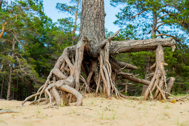 Gió và mưa đã làm xói mòn cát trên bờ hồ, khiến những cây lớn lộ ra bộ rễ cổ thụ.