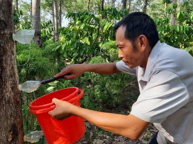 Thị trường - Tiêu dùng - Tiêu chết, vợ chồng đục mủ từ cây trôm mà "ôm" bạc triệu mỗi ngày