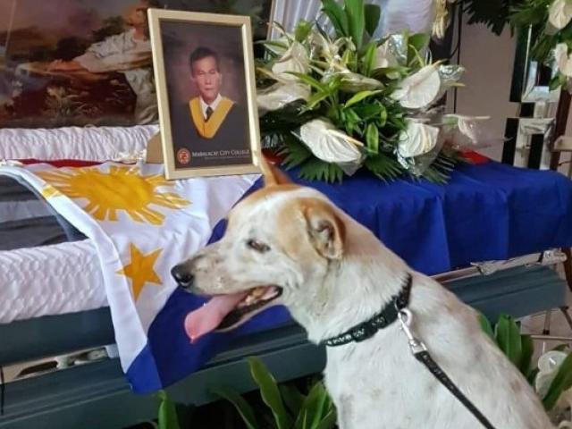 Media - Cảm động chú chó buồn bã, quấn quýt bên linh cữu người chủ không rời