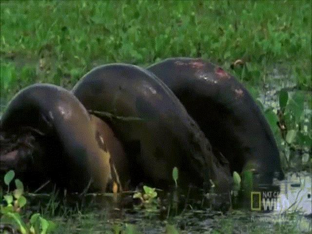 Thế giới - Video: Trăn anaconda khổng lồ đoạt mạng chuột lớn nhất thế giới to như lợn