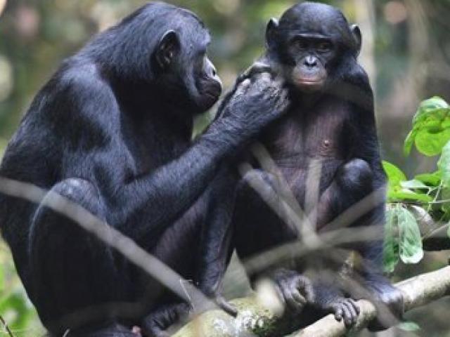 Phi thường - kỳ quặc - Vượn mẹ cũng mai mối cho con như người, đối xử kiểu “trọng nam khinh nữ”