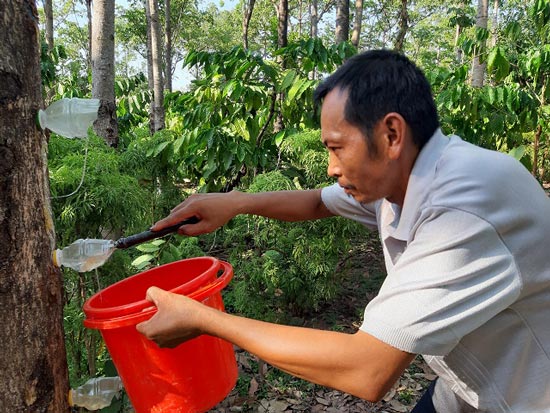 Tiêu chết, vợ chồng đục mủ từ cây trôm mà &#34;ôm&#34; bạc triệu mỗi ngày - 2