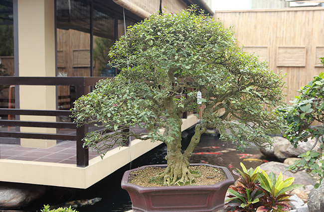 Anh Đinh Hồng Phong (Yên Dũng, Bắc Giang), chủ sở hữu cây cho biết, đây là cây hồng ngọc mai cổ thụ lớn nhất ở Việt Nam ở thời điểm hiện tại.