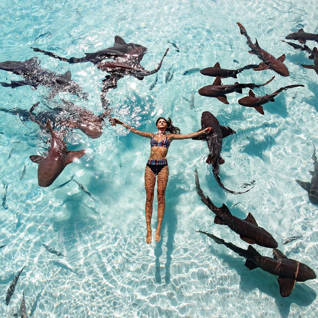 Người đẹp bikini bơi trong vùng nước đầy cá mập - 4