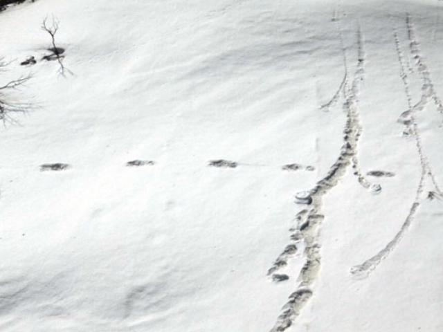 Du lịch - Phát hiện dấu chân người tuyết?